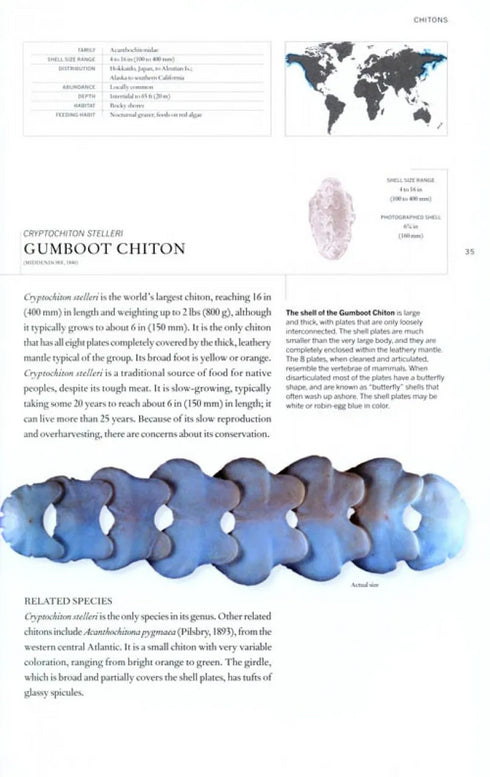 The Book of Shells. A lifesize guide to identifying and classifying six hundred shells - Harasewych,J.  2010